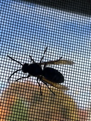 Vespinae