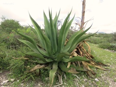 Agave salmiana