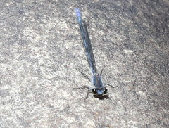Pseudagrion draconis
