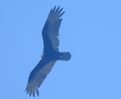 Cathartes aura