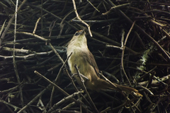 Phacellodomus rufifrons