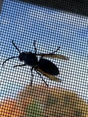 Vespinae