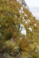 Osteospermum junceum