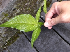 Syngonium