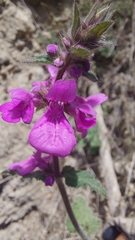 Stachys pannosa