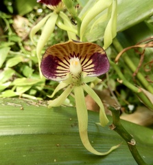 Prosthechea cochleata