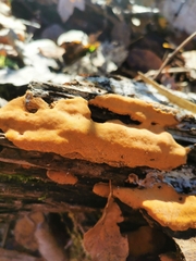 Phellinopsis conchata