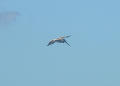 Pelecanus occidentalis