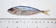 Selar crumenophthalmus