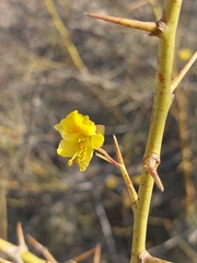 Parkinsonia africana image