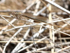 Pseudagrion draconis