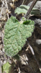 Stachys pannosa