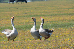 Anser anser domesticus × anser cygnoides domesticus
