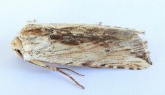 Hypotrix diplogramma