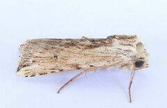 Hypotrix diplogramma