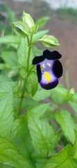 Torenia fournieri