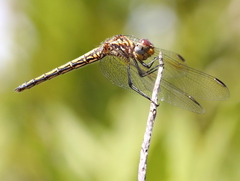 Trithemis furva