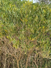 Olea exasperata