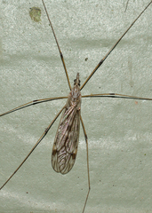 Tipulomorpha