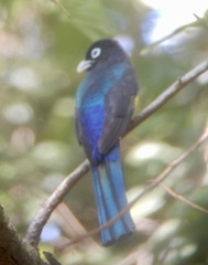 Trogon melanocephalus