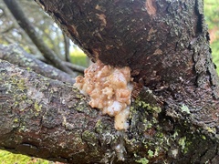 Phaeotremella frondosa