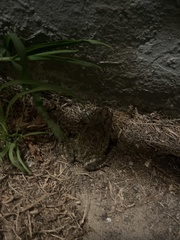 Sclerophrys capensis