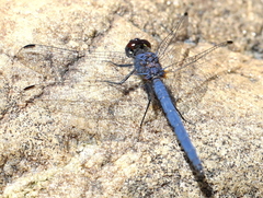 Trithemis furva