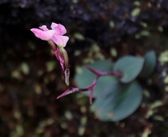 Disa rosea
