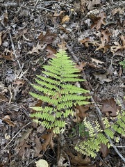 Dennstaedtia punctilobula