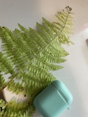 Dennstaedtia punctilobula