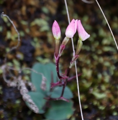Disa rosea