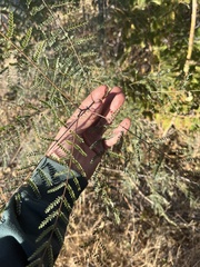 Erythrostemon gilliesii