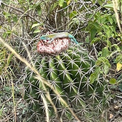 Cnemidophorus lemniscatus