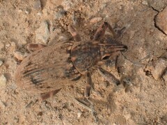 Asproparthenis punctiventris