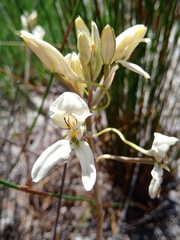 Disa draconis