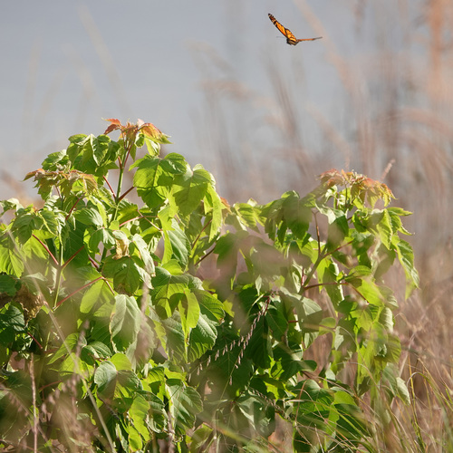 Monarch photographed in Iowa
