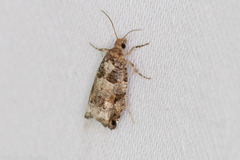 Epinotia