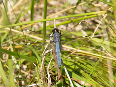 Libellula cyanea