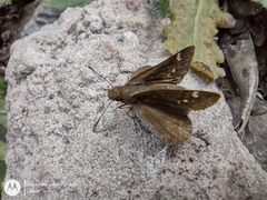 Cymaenes odilia