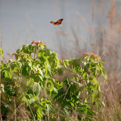 Danaus plexippus