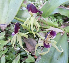 Prosthechea cochleata