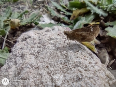 Cymaenes odilia