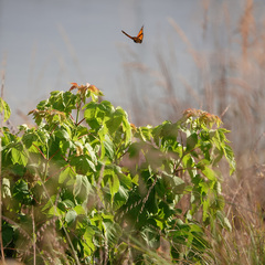 Danaus plexippus