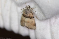 Cobubatha dividua