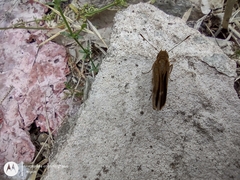 Cymaenes odilia