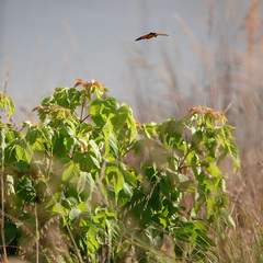 Danaus plexippus