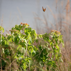 Danaus plexippus