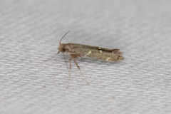 Caloptilia triadicae