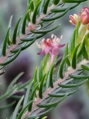 Passerina falcifolia