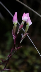 Disa rosea